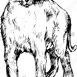 250x250 Bobcat Paw Drawing Tags Bird Drawing Easy Big Ben Bible Verse Wi