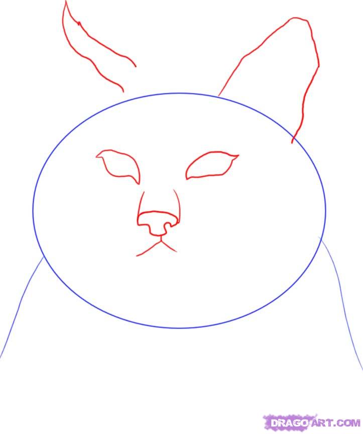 723x864 Draw A Bobcat, Step