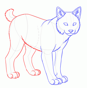 297x302 how to draw bobcats, bobcat, step