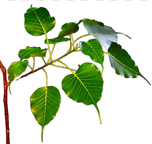310x294 bodhi tree png cliparts for free download uihere