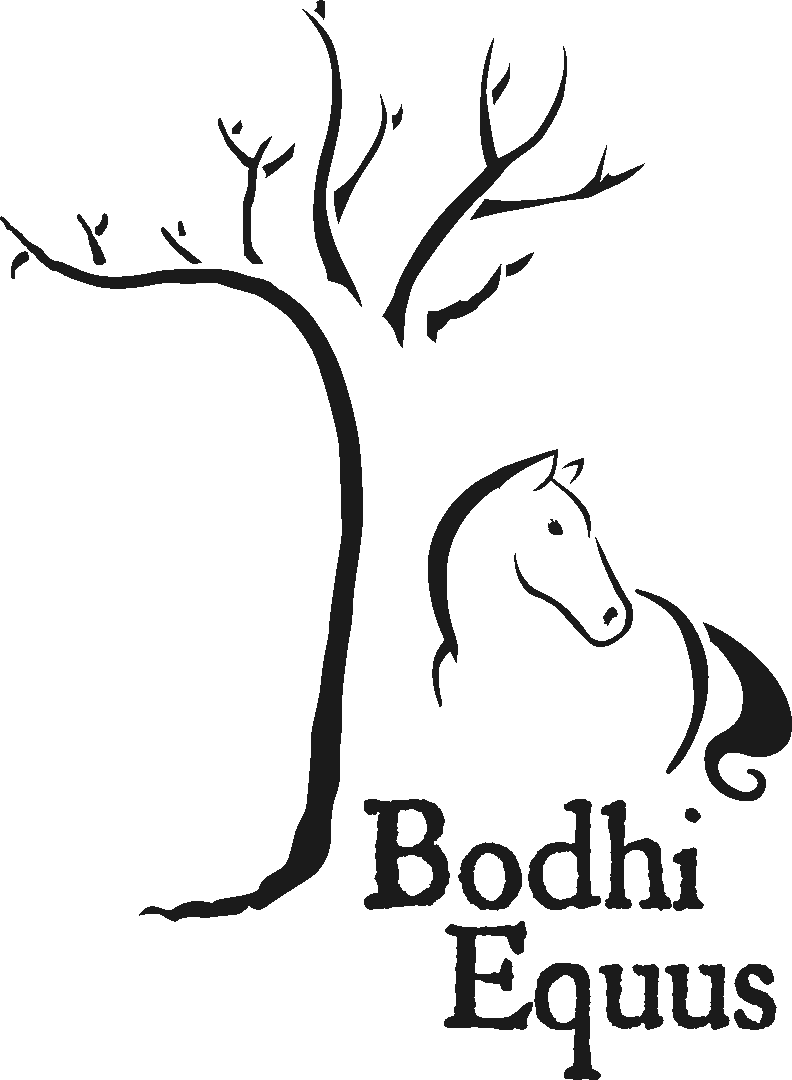 792x1080 bodhi equus equine training with shelbie fredenhagen