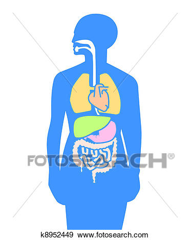 371x470 Organs Clipart Body Drawing