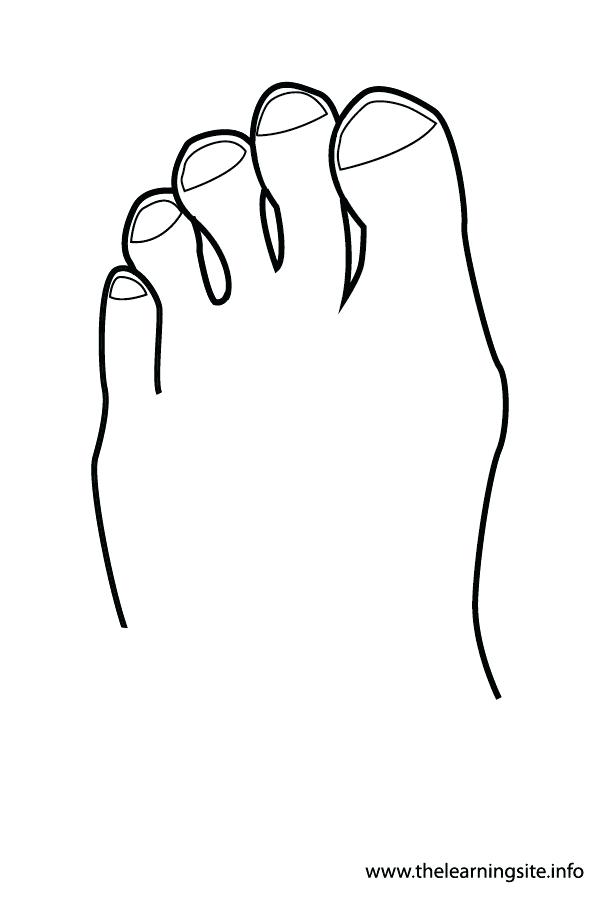 600x900 Outline Of A Body