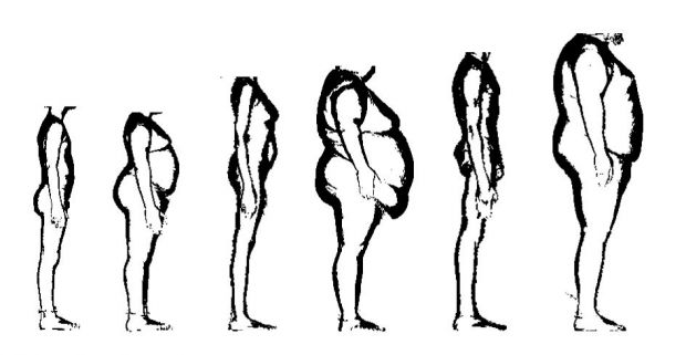 620x321 measurement sizenorthamerica how body measurements have changed