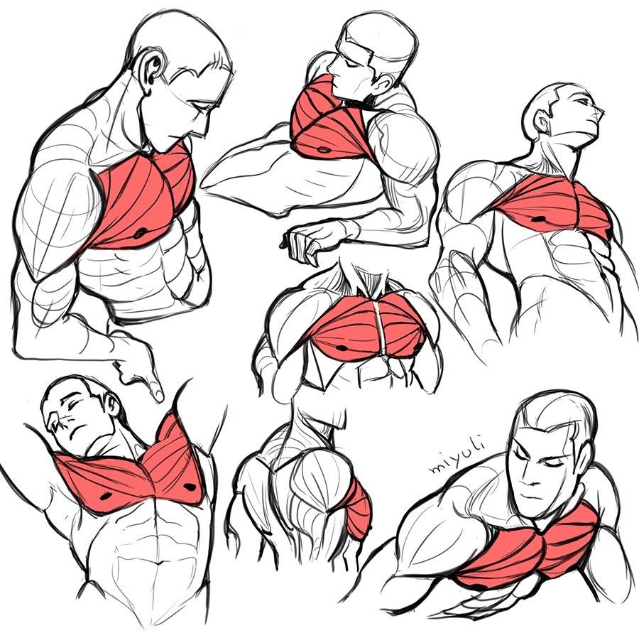 900x891 Drawing Pectoral Muscles With Muscular Men Drawing Tutorials