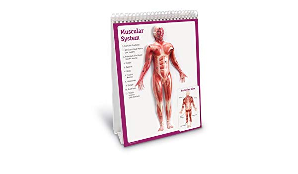 600x350 The Human Body Flip Chart Toys Games