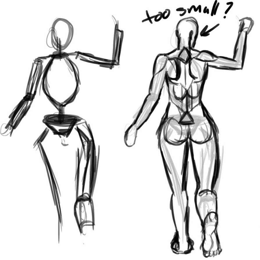 894x894 Back Muscle Study