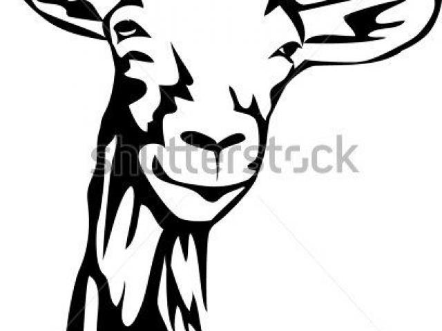 640x480 Goats Head Clipart Boer Goat
