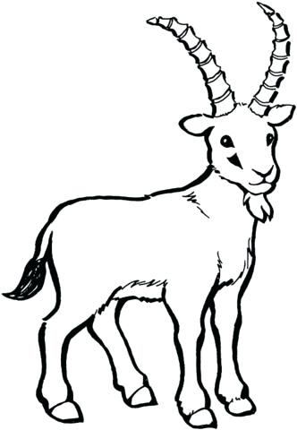 332x480 Wild Goat Coloring