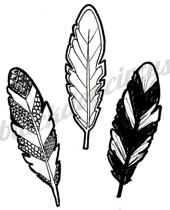 570x707 Feathers Print Feather Drawing Black Ink