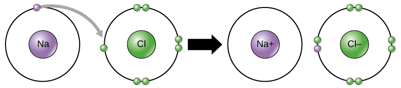 800x176 atoms, isotopes, ions, and molecules the building blocks