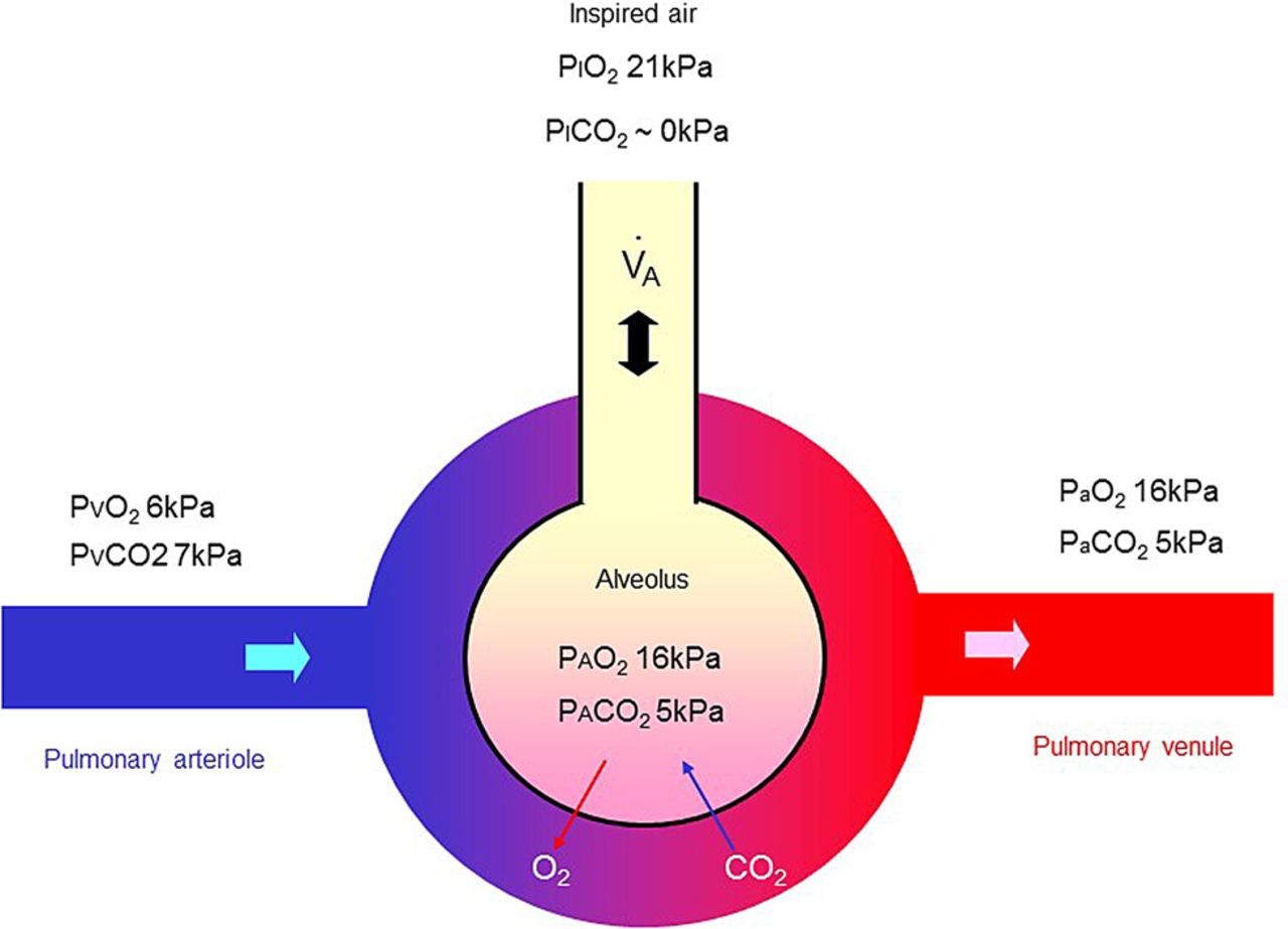 1280x923 bts guideline for oxygen use in adults in healthcare and emergency