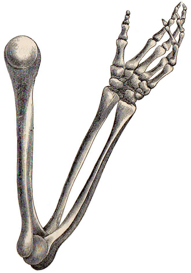 660x943 Collection Of Free Bones Drawing Arm Download On Ui Ex