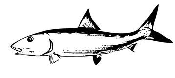 358x160 bonefish clipart clipart portal