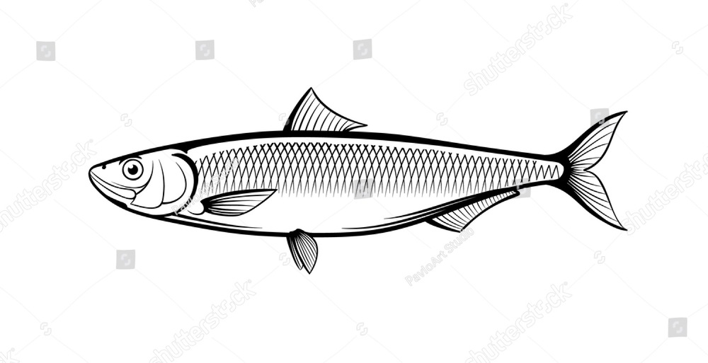 1000x513 Hand Drawn Pencil Fish Ez Canvas