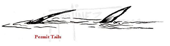 699x191 nautilus custom engraving