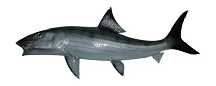 425x169 bonefish half sided fish mount replica