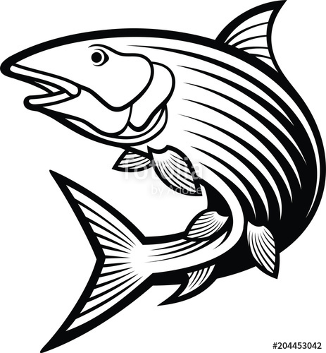 463x500 bonefish stock image and royalty free vector