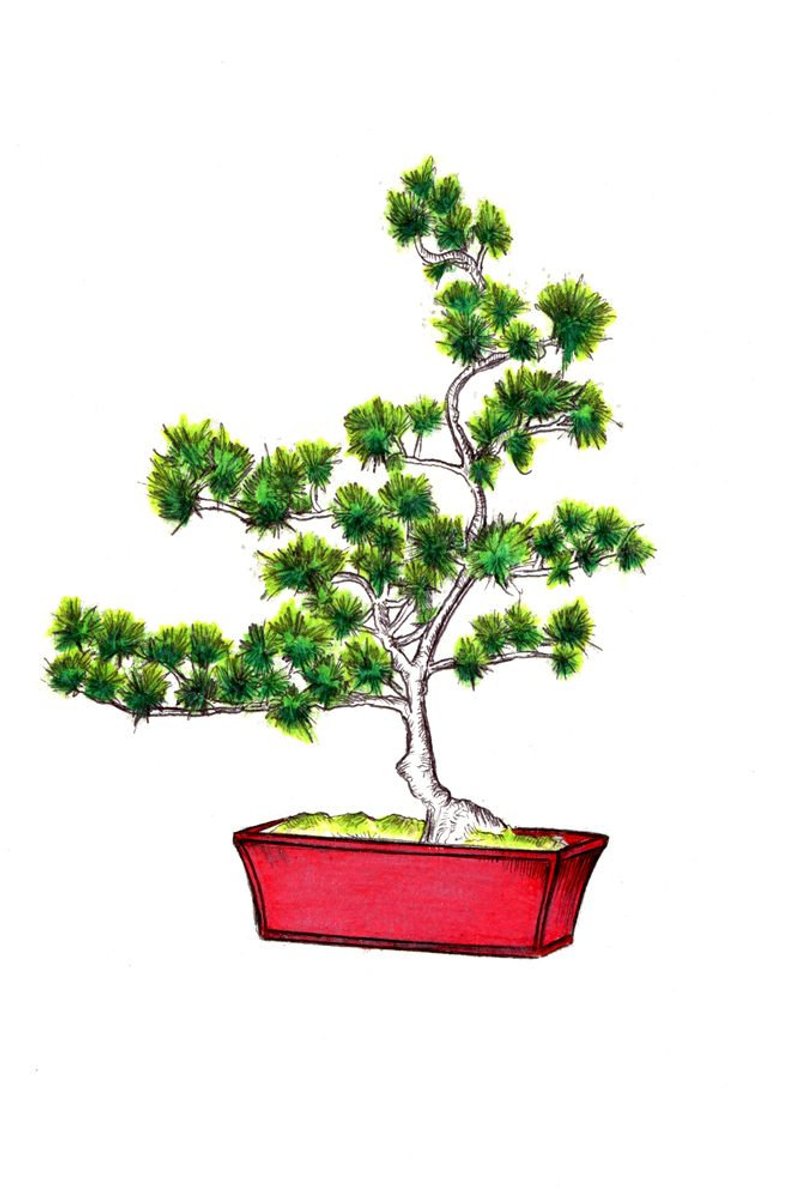 794x1198 bonsai tree print digital print of an original drawing etsy