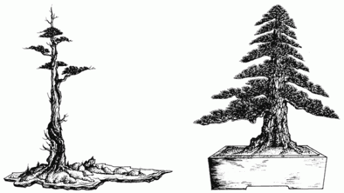 500x281 drawing bonsai bonsai bark