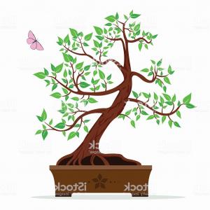 300x300 best bonsai tree vector drawing geekchicpro