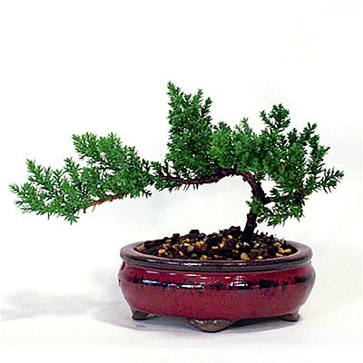400x400 bonzai tree illustrations bonsai trees bonsai juniper bonsai