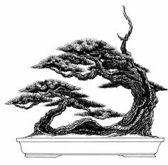 236x232 fascinating bonsai sketches and drawings images bonsai art