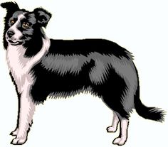 Border Collie Drawing