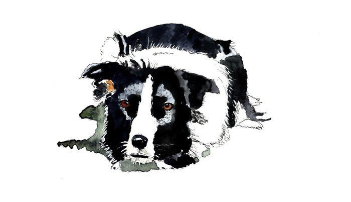 700x402 border collie on alert pillow sham