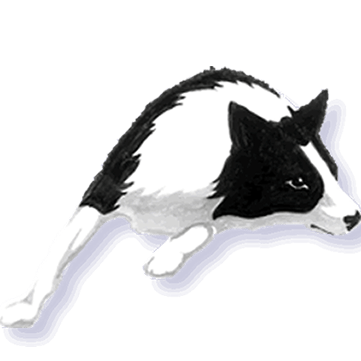 512x512 choosing a border collie border collie health education foundation