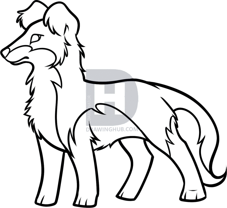 785x720 How To Draw A Border Collie, Step
