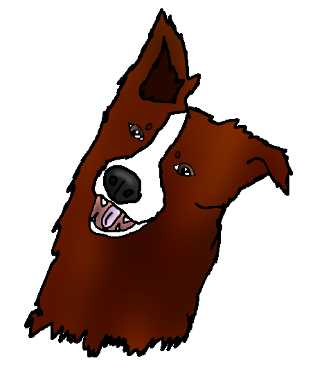 468x541 Tilting Head Border Collie