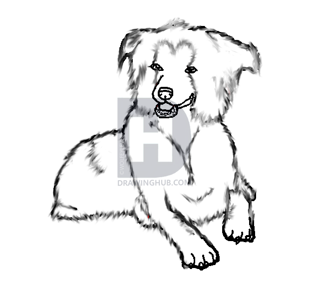 627x589 Border Collie, Step