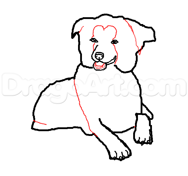 631x593 Border Collie, Step