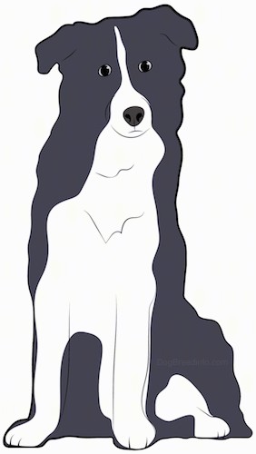 282x500 Border Collie Britt Dog Breed Information And Pictures