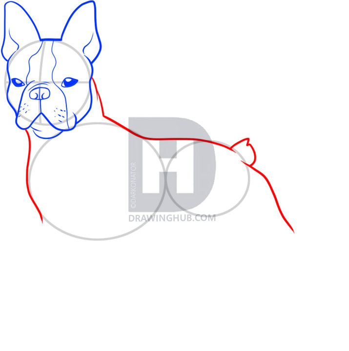 715x720 How To Draw A Boston Terrier, Step