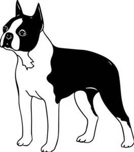 264x299 Black And White Drawings Of Boston Terriers