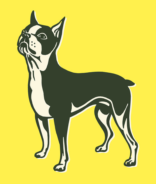 599x704 Boston Terrier Art Print