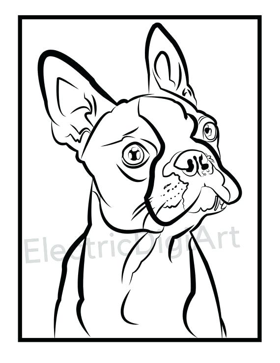 570x738 Boston Terrier Coloring