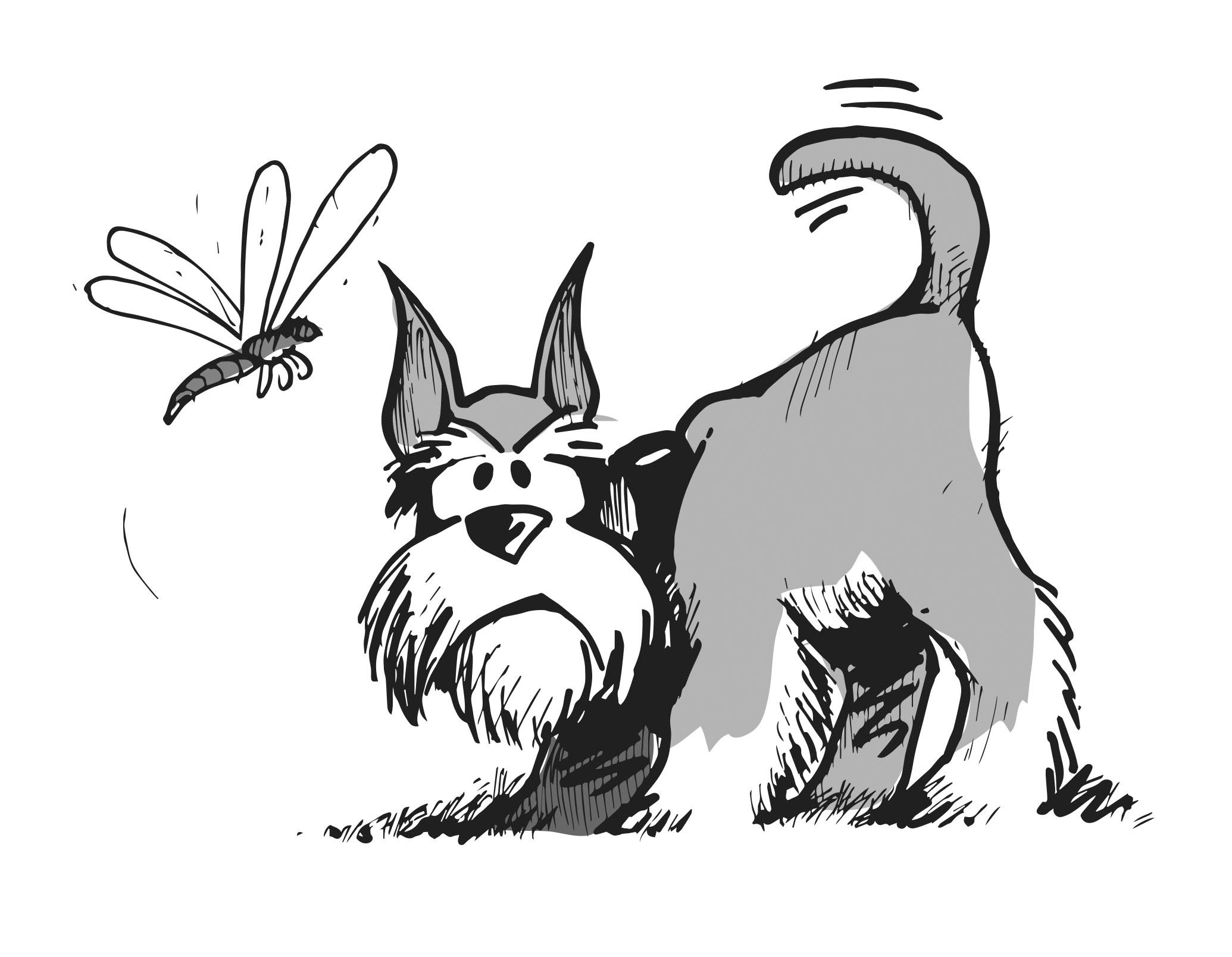 2070x1608 boston terrier coloring pages printable free puppies of iydunetwork