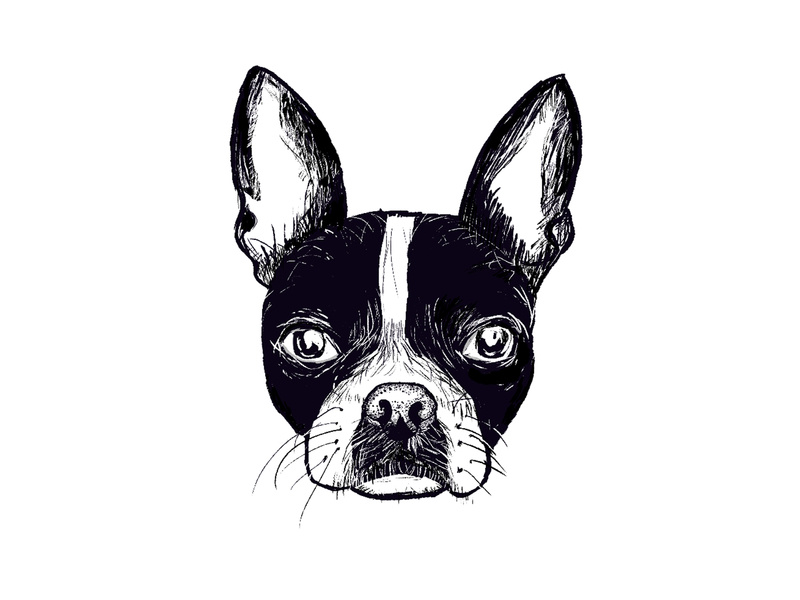 800x600 Meet Penpen The Boston Terrier