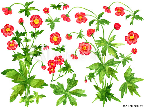 500x376 Design Set With Red Anemone Flowers And Leaves Isolated On White