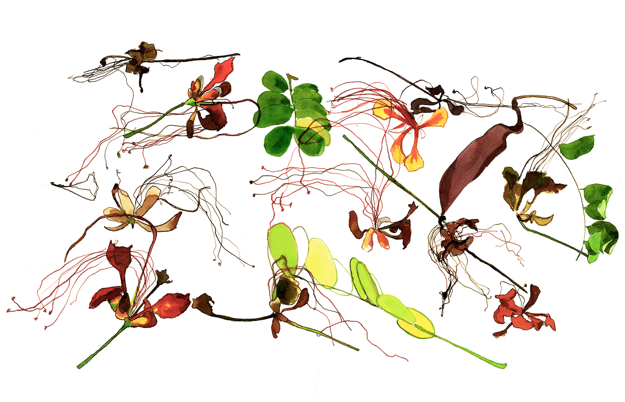 2048x1318 Drawings Botanical Drawings Michel