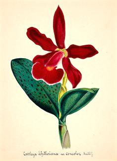 236x324 drawings of orchid flower best orchid illustrations images