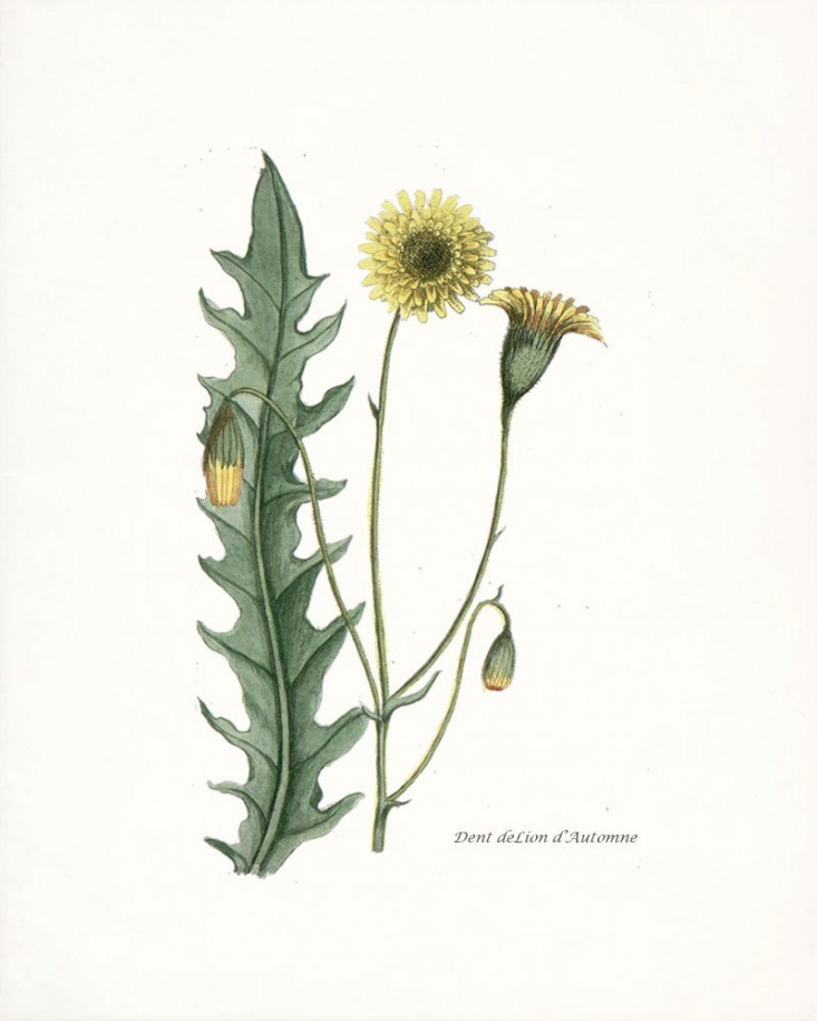733x916 Favorite Botanical Illustrations Our Best Sources For Vintage