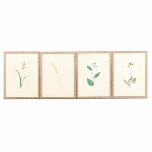 300x300 Four Hand Colored Engravings After Syd Edwards Botanical