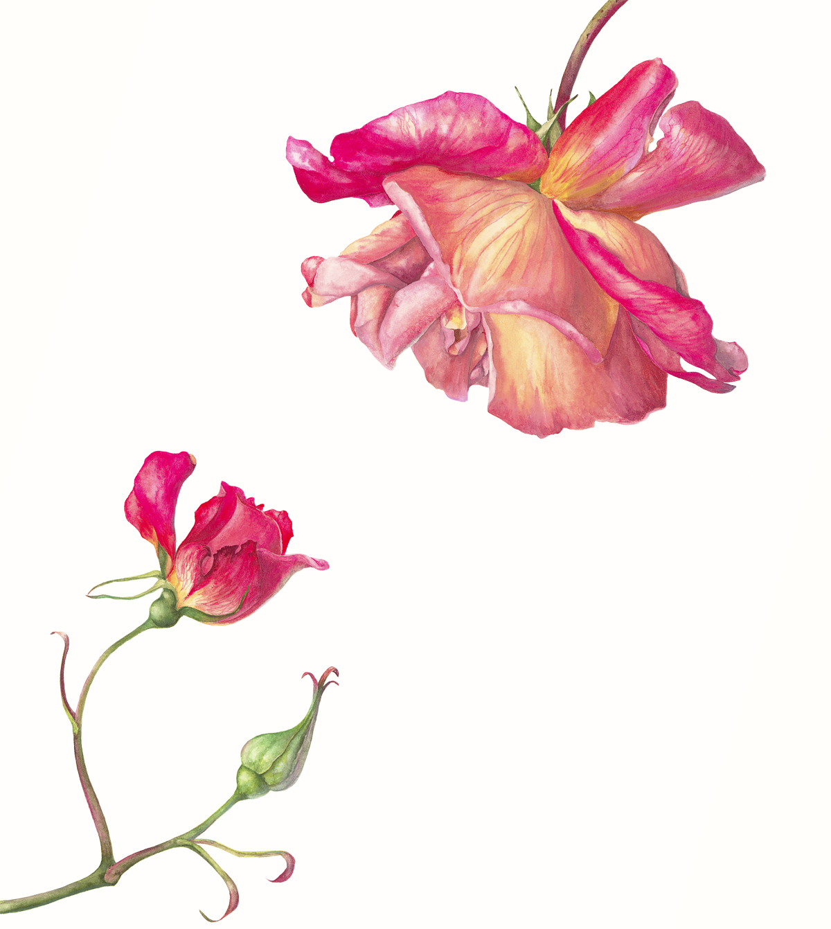 1200x1341 Gael Sellwood