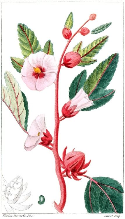 429x750 Hibiscus Sabdariffa A Beautiful Illustration R O S E L L E