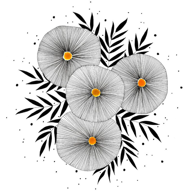 800x800 Ink Pen Botanical Drawings Illustrations Joanna Ciolek