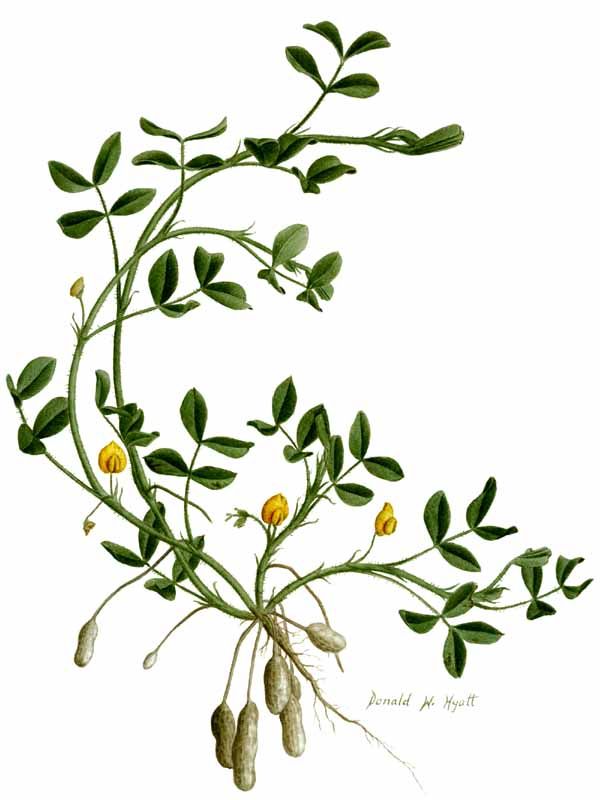 600x800 tat botanical drawings, botanical